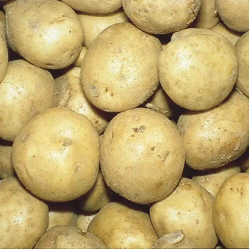 Seed Potatoes Per 1# 1