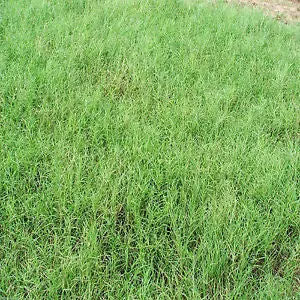 Common Bermudagrass, Hulled & Coated 1