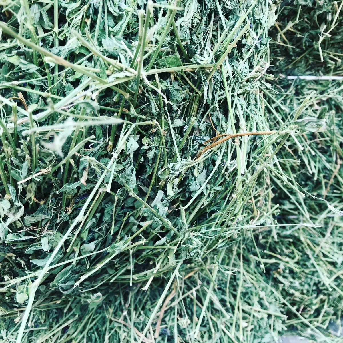 Alfalfa Square Bales 1