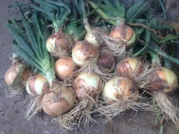 Onion Plants Bunch Of 55-75 1